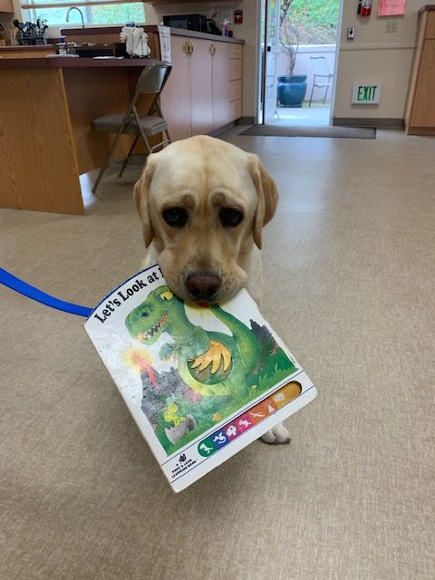 golden Labrador seated on floor with kids book in its mouth 