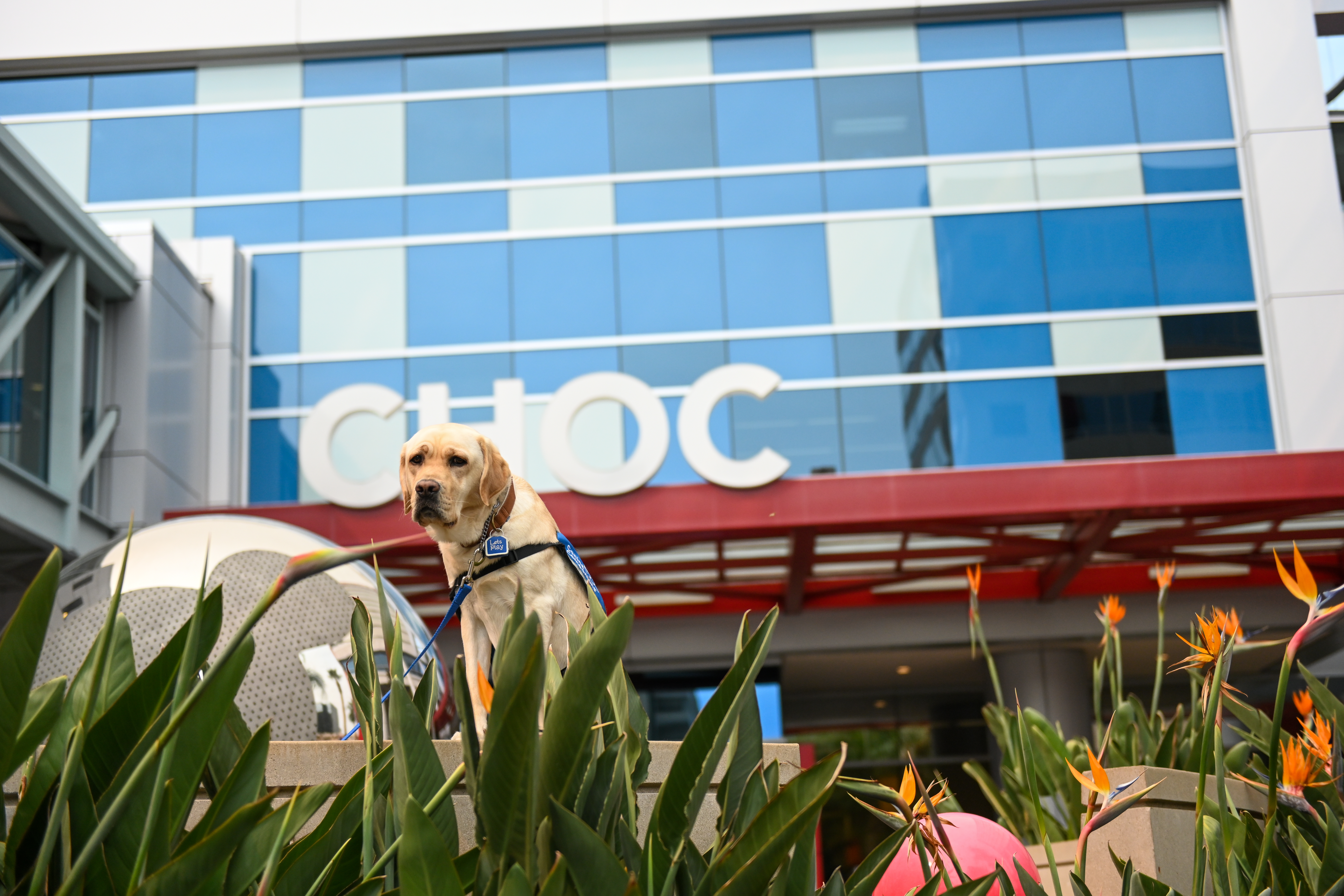 Golden Labrador dog, seated in tall grass, in front of CHOC, a children's hospital