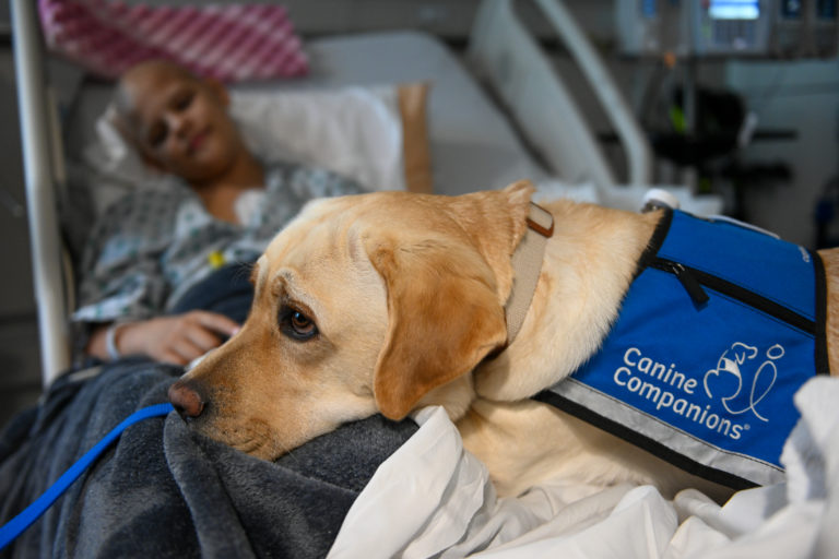 resident hospital dog on a child patient's bed