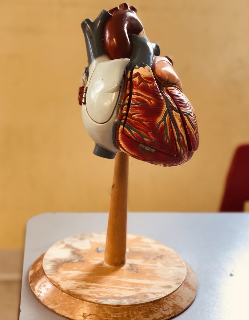 A model of the heart that the Mini Medical School utilizes in its curriculum.