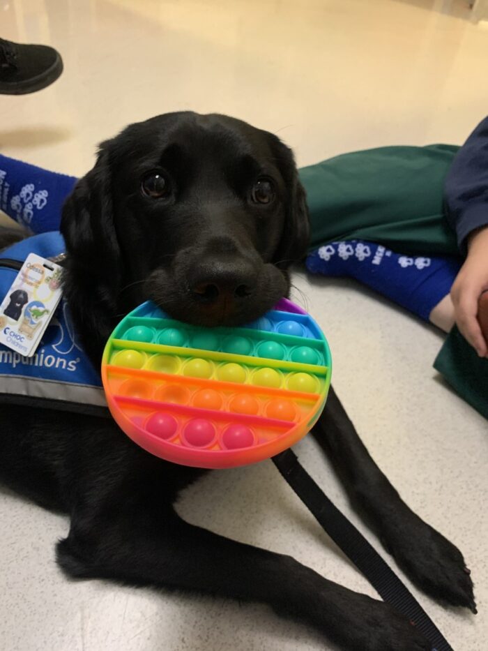 A dog holding a toy from the mental health coping kit